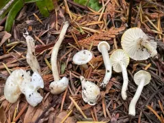 Hygrophorus pusillus thumbnail 2