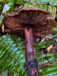Phaeocollybia kauffmanii thumbnail 1