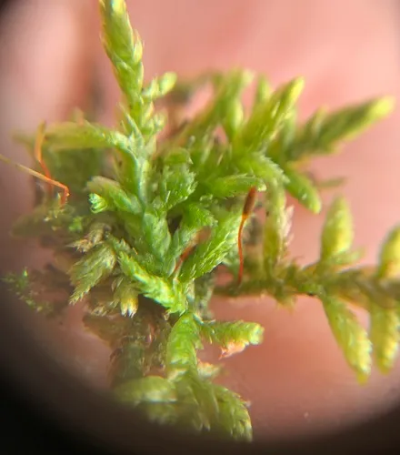 Flattened Entodon Moss
