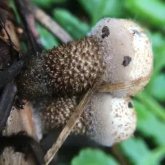 jellied bird's nest fungus thumbnail 4