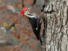 Pileated Woodpecker thumbnail 1