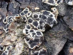 Entoleuca mammata thumbnail 2