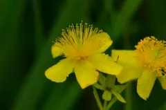 Kalm's St. John's-wort thumbnail 2