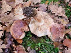 Tricholoma subannulatum thumbnail 2