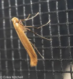 Cherry Leaf-cone Caterpillar Moth thumbnail 3