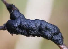 black knot thumbnail 5