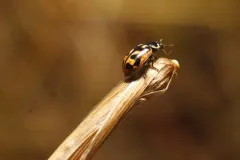 American Lady Beetle thumbnail 4