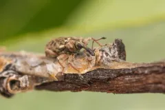 Dorytomus leucophyllus thumbnail 2