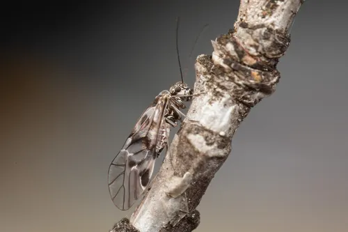 Amphigerontia bifasciata