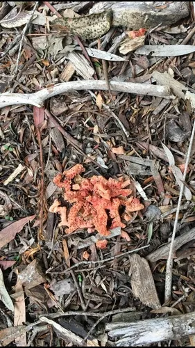 red-cage fungus