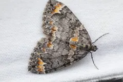 Dysstroma pseudimmanata thumbnail 2