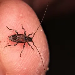 Alpha Long-horned Beetle thumbnail 2