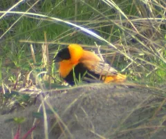 Northern Red Bishop thumbnail 4