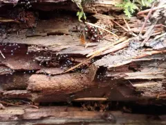 Cribraria vulgaris thumbnail 4
