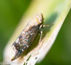 Errastunus ocellaris thumbnail 3