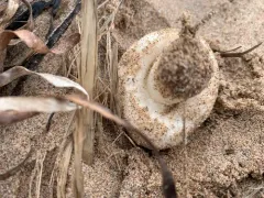 White Button Mushroom thumbnail 3