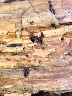 Ischalia vancouverensis thumbnail 2