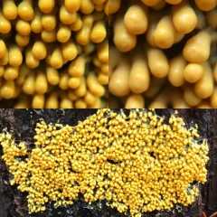 insect-egg slime thumbnail 2