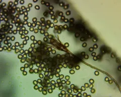 Prototrichia metallica thumbnail 4