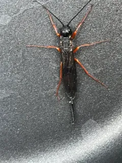 Sirex nitidus thumbnail 2