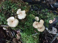 Clitocybe americana thumbnail 2