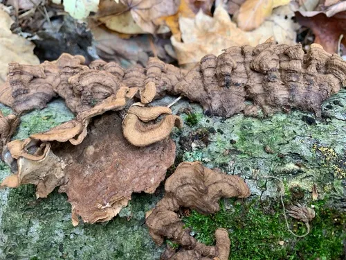 Laxitextum bicolor