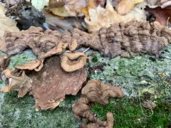 Laxitextum bicolor thumbnail 1