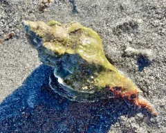 Japanese Oyster Drill thumbnail 2