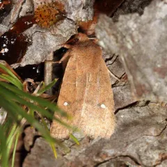 Barrens Sallow thumbnail 3