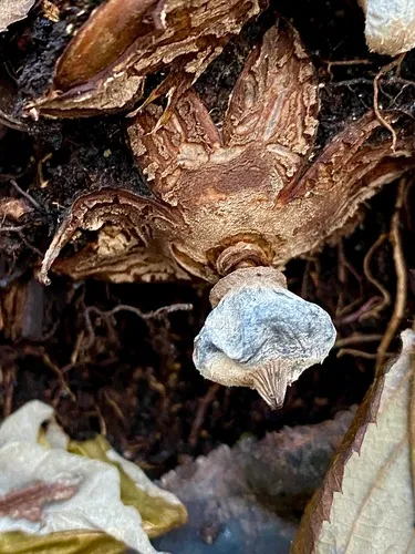 Striated Earthstar