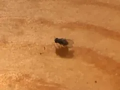 Drosophila repleta thumbnail 2