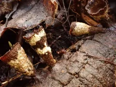 Trichoderma latizonatum thumbnail 1