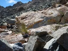 potato chip sedge thumbnail 2