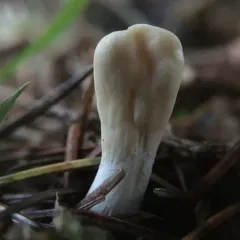 Trichoderma leucopus thumbnail 3