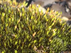 North Grimmia thumbnail 2