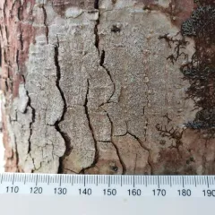 Common Script Lichen thumbnail 1