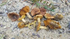 Cortinarius aureifolius thumbnail 2