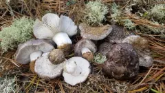 Tricholoma niveipes thumbnail 2