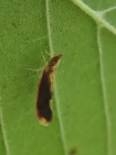 Otiocerus stollii thumbnail 2