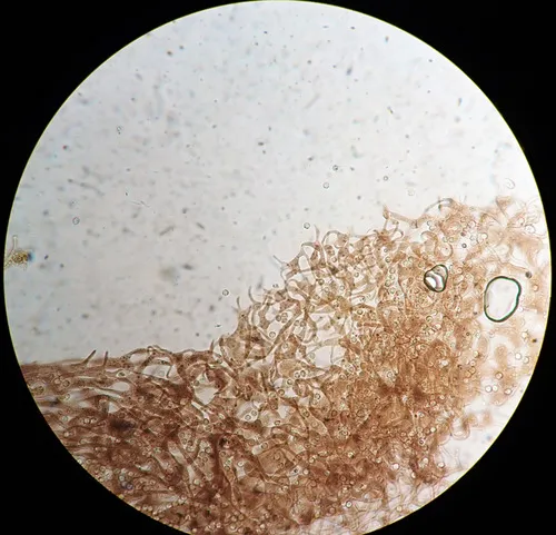 Cribraria splendens