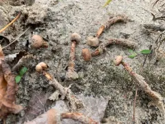Tulostoma rufum thumbnail 2