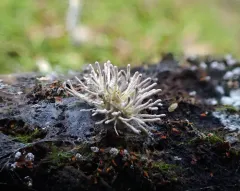 Gibellula leiopus thumbnail 4