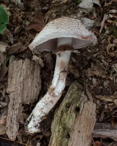 Agaricus benesii thumbnail 3