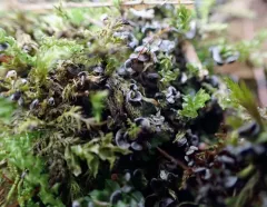 Angioridium sinuosum thumbnail 2