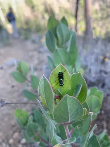 Odontomyia arcuata