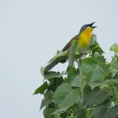 Yellow-breasted Chat thumbnail 3