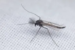 Stictochironomus unguiculatus thumbnail 1