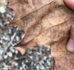 Sycamore Leaf Blotch Miner thumbnail 3