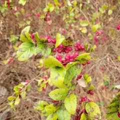 coralberry thumbnail 2