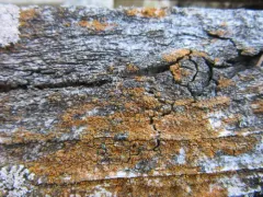 Villophora microphyllina thumbnail 3